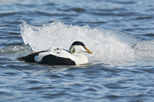 Common Eider (Somateria mollissima) adult male, breeding plumage, swimming on lake beside glacial iceberg