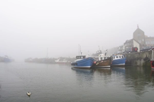 Common Eider (Somateria mollissima) adult male, breeding plumage, swimming in coastal harbour on foggy morning