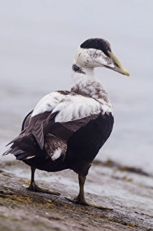 Common Eider (Somateria mollissima) adult male, eclipse plumage, standing on slipway at coastal harbour, Seahouses