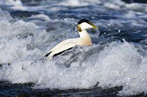 Common Eider (Somateria mollissima) adult male, swimming in surf at sea, Seahouses, Northumberland, England, winter