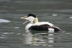 Common Eider (Somateria mollissima) adult male, with beak open, swimming, Seahouses, Northumberland, England, June