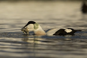 Common Eider (Somateria mollissima) adult male, feeding at sea, Norway, March