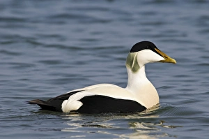 Common Eider (Somateria mollissima) adult male, swimming in harbour, Seahouses, Northumberland, England, March