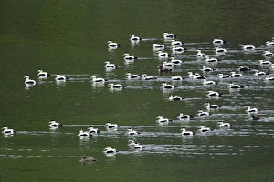 Fjord Prints: Common Eider (Somateria mollissima) adult males