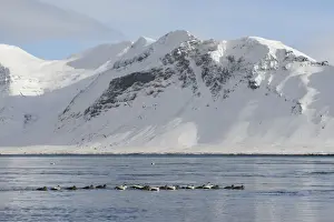 Flock Prints: Common Eider (Somateria mollissima) adult males and females