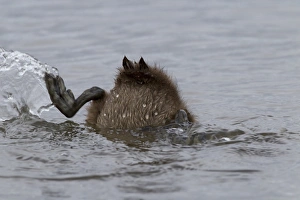 Dive Prints: Common Eider (Somateria mollissima) duckling