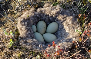 Size Prints: Common Eider (Somateria mollissima) five eggs, one very small, in down nest, Iceland, June