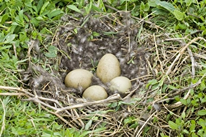 Feather Prints: Common Eider (Somateria mollissima) four eggs in nest