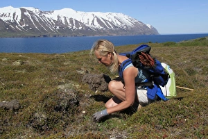 Woman Prints: Common Eider (Somateria mollissima) nest