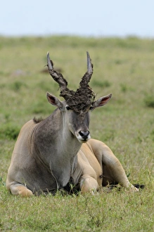 Mara Prints: Common Eland (Taurotragus oryx) adult male