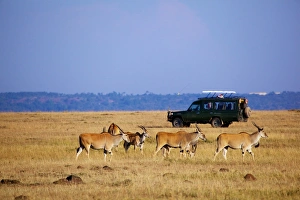 Cars Prints: Common Eland (Taurotragus oryx) adults