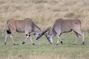 Aggression Prints: Common Eland (Taurotragus oryx) two immature males