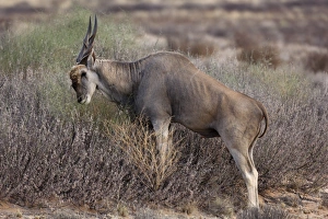 Desert Prints: Common Eland (Taurotragus oryx) young male