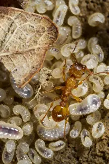 Nest Prints: Common Elbowed Red Ant (Myrmica scabrinodis) adult