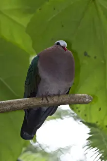 Emerald Prints: The Common Emerald Dove (Chalcophaps indica) is a pigeon which is a widespread resident breeding bird in the tropical