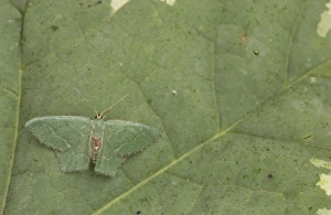Leaves Prints: Common Emerald (Hemithea aestivaria) adult
