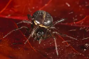 Common False Widow Spider (Steatoda bipunctata) adult female, resting on red leaf, Thirsk, North Yorkshire, England