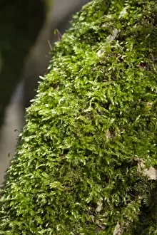 Mosses Prints: Common Feather-moss (Eurhynchium praelongum) growing on tree trunk in shady woodland