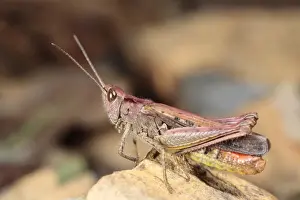 Grasshopper Prints: Common Field Grasshopper (Chorthippus brunneus) purple form