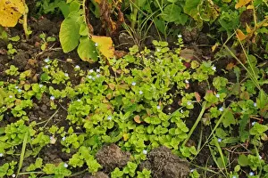 Plantaginaceae Prints: Common Field Speedwell (Veronica persica) flowering