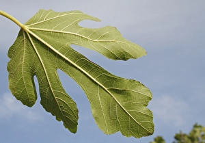 Figs Prints: Common Fig (Ficus carica) close-up of leaf underside, in garden, Suffolk, England, August
