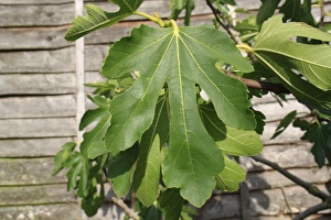 Fence Prints: Common Fig (Ficus carica) close-up of leaves