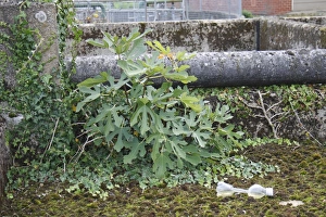Industrial Prints: Common Fig (Ficus carica) garden escapee