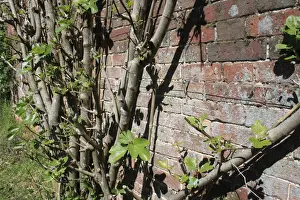 Estates Prints: Common Fig (Ficus carica) growing against brick wall of walled garden