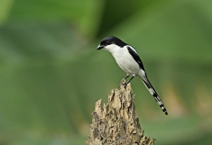 West Africa Prints: Common Fiscal (Lanius collaris smithii) adult, perched on stump, Atewa, Ghana, February
