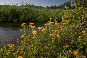 River Side Prints: Common Fleabane (Pulicaria dysenterica) flowering