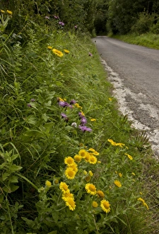 Roadsides Prints: Common Fleabane (Pulicaria dysenterica) with knapweed