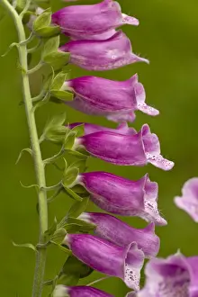 Common Foxglove (Digitalis purpurea) close-up of flowers, Dorset, England, July