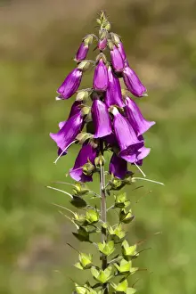Common Foxglove (Digitalis purpurea) close-up of flowers and seedpods, England, july