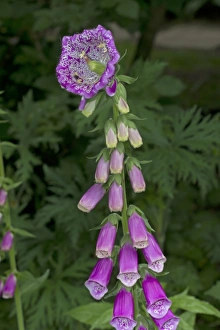 Common Foxglove (Digitalis purpurea) flowering, with mutation at tip of flowerspike, Norfolk, England, June