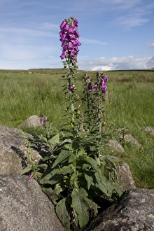 Foxglove Prints: Common Foxglove (Digitalis purpurea) flowering
