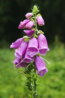 Plantaginaceae Prints: Common Foxglove (Digitalis purpurea) flowerspike