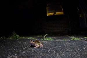Common Frog (Rana temporaria) adult, in urban garden at night, Nottingham, Nottinghamshire, England, July