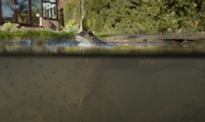 Common Frog (Rana temporaria) adult, spawning in garden pond, Yorkshire, England, March
