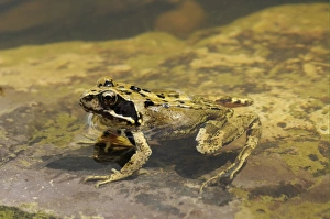 Common Frog (Rana temporaria) adult, resting in shallow water, Oxfordshire, England, august