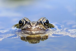 Common Frog (Rana temporaria) adult, close-up of head, resting at surface of water, Oxfordshire, England, september