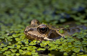 Common Frog (Rana temporaria) adult, head amongst duckweed at surface of garden pond, Dorset, England, may