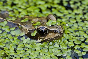 Common Frog (Rana temporaria) adult, head amongst duckweed at surface of garden pond, Dorset, England, may