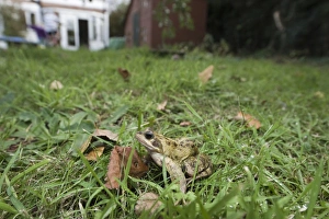 Common Frog (Rana temporaria) adult, sitting on garden lawn, Norfolk, England, october