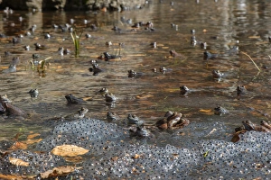 Common Frog (Rana temporaria) adult males, group waiting for females in montane pool with spawn during breeding season
