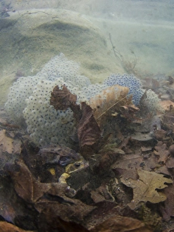 Common Frog (Rana temporaria) adult pair, in amplexus beside spawn, with clear water and submerged dead leaves in pond