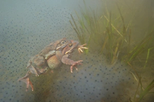 Amplexus Prints: Common Frog (Rana temporaria) adult pair