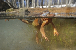Common Frog (Rana temporaria) adult pair, in amplexus, with spawn underwater in montane pool during breeding season
