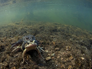 Common Frog (Rana temporaria) adult pair, in amplexus, mating on gravel riverbed in river habitat, Nottinghamshire