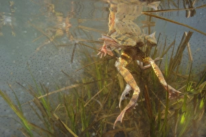 Frog Prints: Common Frog (Rana temporaria) adult pairs