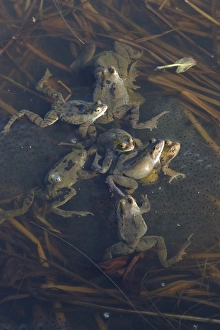 Laying Prints: Common Frog (Rana temporaria) adults, group spawning in pond, Essex, England, february